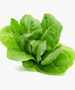 Coriander Leaves